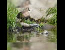 いつも1羽だけのんびりカルガモ親子【野鳥撮影】