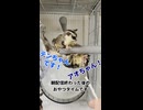 配信終了後に大騒ぎ！ おやつが待ちきれなくて喧嘩しちゃうフクロモモンガたち  #おつモモンガ  #shorts