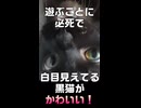 キジトラ姐さんもヤンチャな時がありました