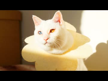 天才宝石珍獣、生涯のお友達40匹の思い出