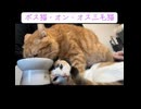 ボス猫、オス三毛猫をちゃぶ台にする