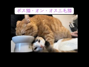 人気の「ねこ ぬこ」動画 7464本 - ニコニコ動画