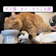 人気の「ねこ ぬこ」動画 7464本 - ニコニコ動画