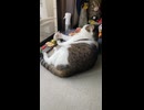 仕事中ねこ