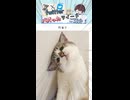 【アニマルず□】Xでバズったツイートが面白すぎる！ Part 134