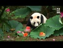 PandapiaLive_2026_07_09