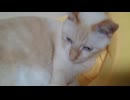 拾いねこ＠生後5084/1009日目　ねむねむなふたり