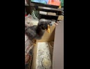 今日のひよこ２