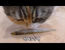 魚を食べるのが難しい猫