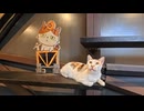 【台湾・猫村】駅の陸橋まで猫だらけ！？歩くだけで猫に出会える街