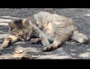 日陰でくつろぐ青島の猫たち