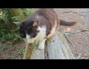 ベンチに座っていたら隣に来てくれた猫さん