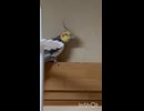 おりゃ！