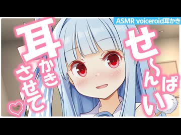 【ASMR】気づいたら甘えてきてる小悪魔後輩・琴葉葵の密着耳かき