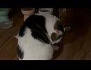 楽しそう