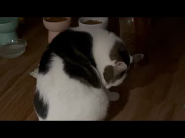 楽しそう