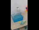 上にジュウシマツ下にインコ　ショート動画2026 7 10