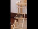 キンカチョウの水浴び＋毛繕い　ショート動画2026 7 10