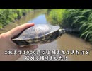 一見普通のミドリガメ？違います！千匹に１匹レベルの激レアミシシッピアカミミガメの捕獲に成功しました！