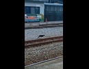 線路を歩く猫