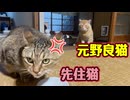 この後 怒り爆発！？　【元野良猫】