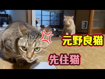 この後 怒り爆発！？　【元野良猫】