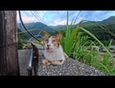 【台湾 猫村】塀の上でくつろぐ大人しい三毛猫ちゃんが可愛すぎるｗ