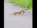 イタチがアメリカザリガニを捕食して運ぶ【野生動物】