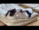 兄弟の動画