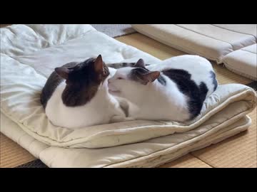 兄弟の動画