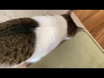 ムラねこ