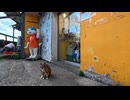 【台湾猫村】お土産屋も食堂も看板猫だらけ！猫好きには天国すぎる村