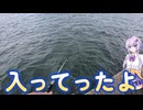ポイントオリジナル磯竿・家の近くでフカセ釣り【VOICEROIDフィッシング】