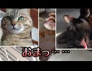 カリカリばらまき放題な猫
