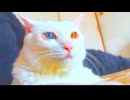 宝石珍獣、命を繋いでくれたボス猫との絆