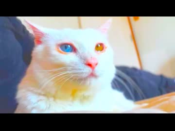 宝石珍獣、命を繋いでくれたボス猫との絆