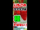 【身近な意外】イチゴのツブツブは種じゃない？【CeVIO AI 花隈千冬】