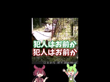 犯人はお前か？家庭菜園、続行？
