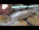 きりたんのやまあそび  season４ ＃１