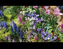 shneo of you