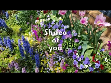 shneo of you