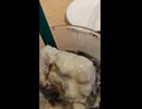 ワンダーフルフル！コーヒーゼリーフロート【むさしの森珈琲】⑧