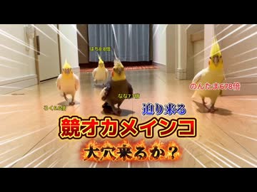 【衝撃】競・オカメインコ。荒れた！オカメ界の頂上決戦。勝負の行方は…？