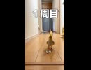 【爆走】オカメ界の頂上決戦！奇跡の猛ダッシュ！