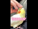 【閲覧注意】可愛すぎて脳が溶ける極上の甘えん坊オカメのんたま