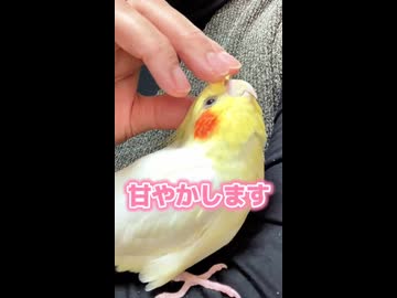 【閲覧注意】可愛すぎて脳が溶ける極上の甘えん坊オカメのんたま