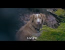 ホモと見る犬が主人公のホラー映画