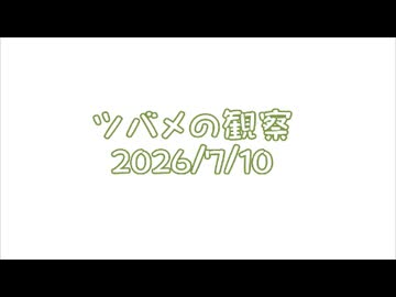 つばめの観察2026No028