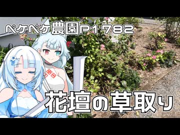 2026年7月10日　日記1782　花壇が梅雨の間に大草原になりかけている