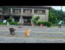 【台湾猫村】駅前広場が猫まみれｗｗ 歩くだけで猫だらけだった！